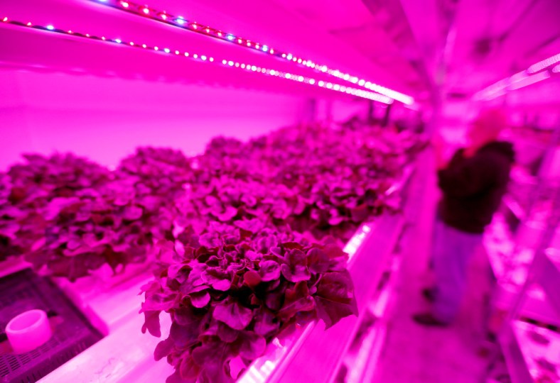 Plants are harvested inside a vertical farm in the back of the Central Market store in Dallas, Thursday, April 6, 2017. Central Market is trying out indoor growing, and the crops will be sold in the store beginning in May. (Jae S. Lee/The Dallas Morning News)Staff Photographer