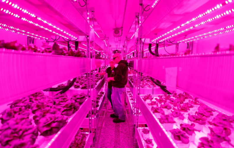 Growers Rebecca Jin (left) and Christopher Pineau tend to plants inside a vertical farm in the back of the Central Market grocery store in Dallas, Thursday, April 6, 2017. Central Market is trying out indoor growing, and the crops will be
sold in the store beginning in May. (Jae S. Lee/The Dallas Morning News)Staff Photographer